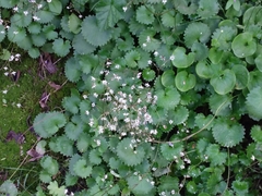 Micranthes odontoloma