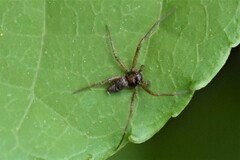Philodromus marxi