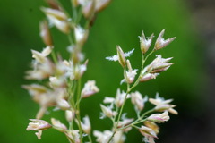 Agrostis stolonifera