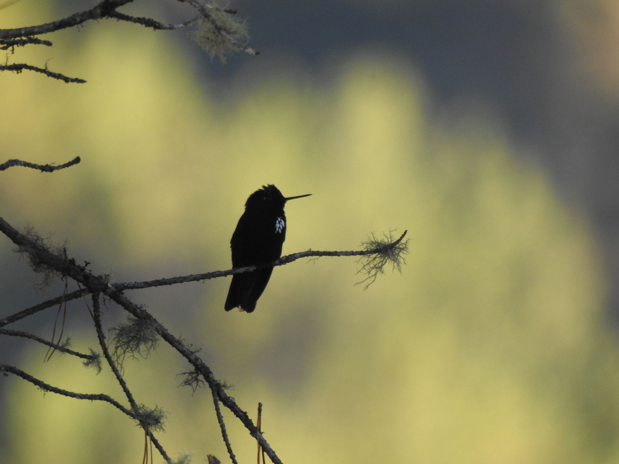 Black-hooded Sunbeam (Aglaeactis pamela), photo 8