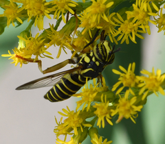 Spilomyia longicornis