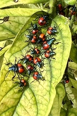 Euthyrhynchus floridanus