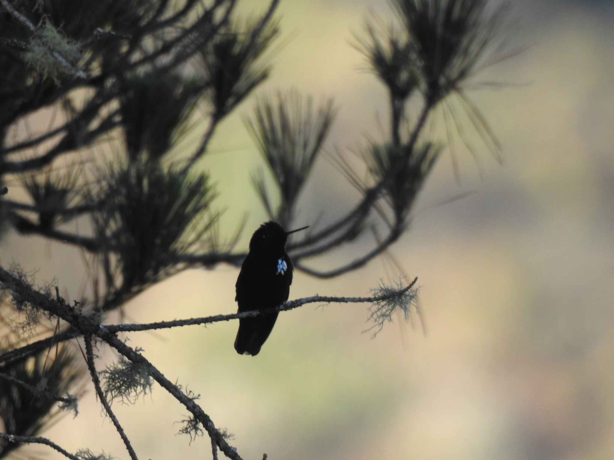 Black-hooded Sunbeam (Aglaeactis pamela), photo 9