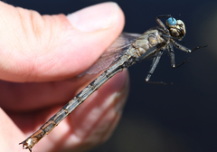 Arigomphus cornutus