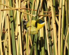 Tachuris rubrigastra