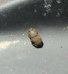 Euoniticellus fulvus