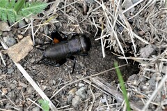 Gryllus campestris