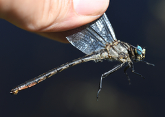 Arigomphus cornutus