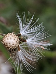 Senecio viscosus