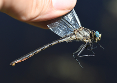 Arigomphus cornutus