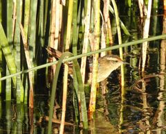 Phleocryptes melanops