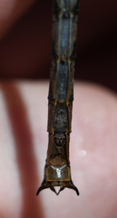 Arigomphus cornutus