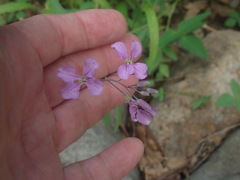 Hesperidanthus linearifolius
