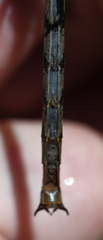 Arigomphus cornutus