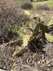Opuntia oricola
