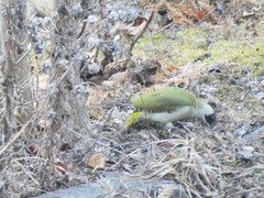 Picus viridis