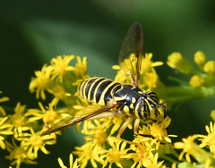 Spilomyia longicornis