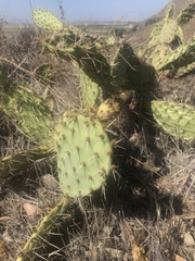 Opuntia oricola