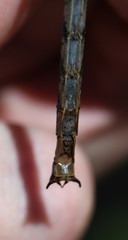 Arigomphus cornutus
