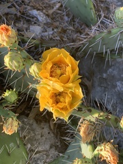 Opuntia
