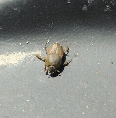 Euoniticellus fulvus