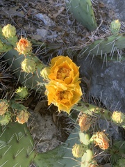 Opuntia