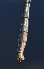 Arigomphus cornutus