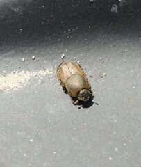 Euoniticellus fulvus