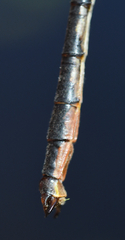 Arigomphus cornutus