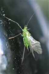Macrosiphini