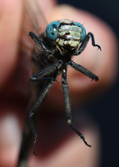 Arigomphus cornutus