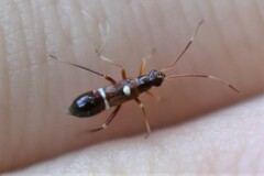 Pseudoxenetus regalis