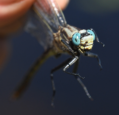 Arigomphus cornutus