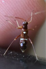 Pseudoxenetus regalis