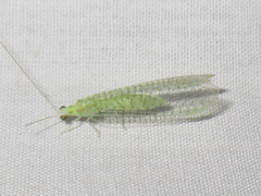 Pseudomallada perfectus