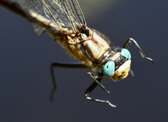 Arigomphus cornutus