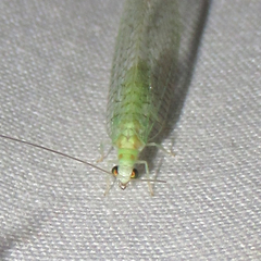 Pseudomallada perfectus