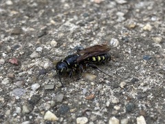 Myzinum obscurum