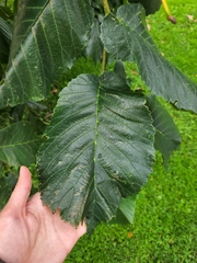 Ulmus