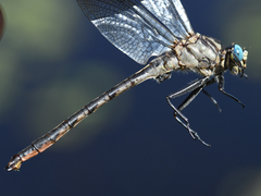 Arigomphus cornutus