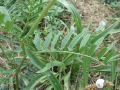 Onobrychis viciifolia