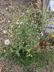 Senecio viscosus