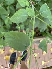 Agastache scrophulariifolia
