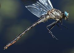 Arigomphus cornutus