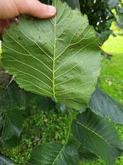 Ulmus