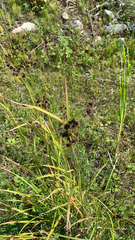 Scirpus atrovirens