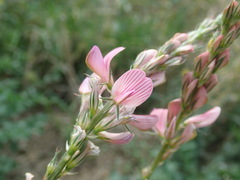 Onobrychis viciifolia