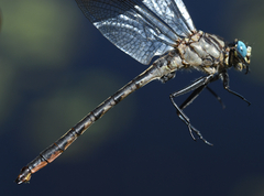 Arigomphus cornutus