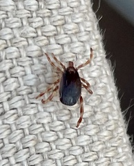 Hyalomma