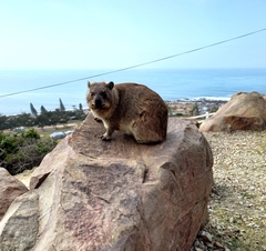 Procavia capensis capensis